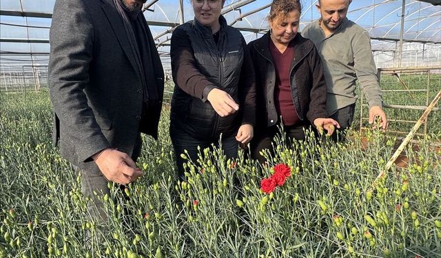 Türkiye'nin 4 yerli karanfil çeşidi 37 ülkeye ihraç ediliyor