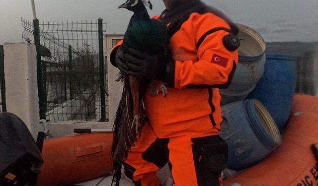 İzmir'de su basan çiftlikteki hayvanlar itfaiye ekiplerince kurtarıldı