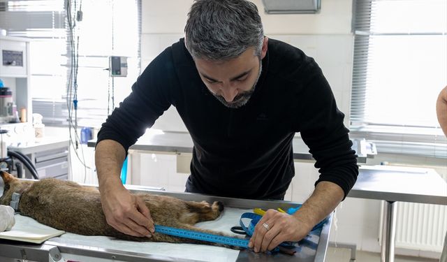 İzmir'de tedavisi tamamlanan saz kedisi doğaya salındı