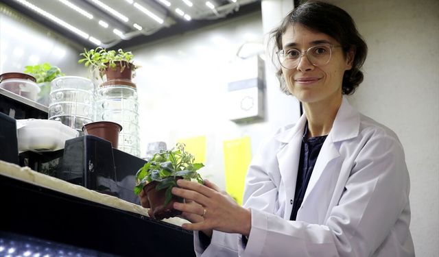 Türk bilim insanları, Ay ve Mars regolitleri benzerinde domates yetiştirdi