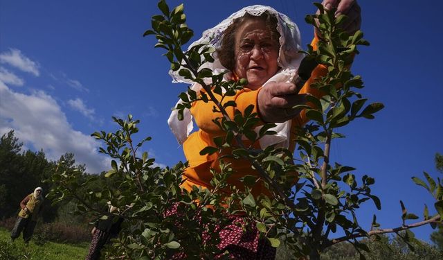 Yarımadanın kadınları doğal mirasları sakız ağacına yeniden can verdi
