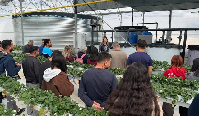 Antalya'da üniversite öğrencileri çilek üretim tesisinde 'topraksız tarım'la tanıştı