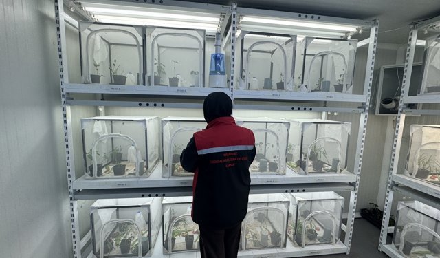 Kahverengi kokarcayla mücadele kapsamında 40 ilde doğaya 1 milyon 650 bin samuray arısı salınacak