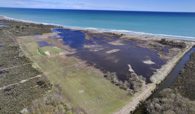 Kız kuşlarının Kızılırmak Deltası'nda üreyebilmesi için keskin uçlu sazlar temizlendi