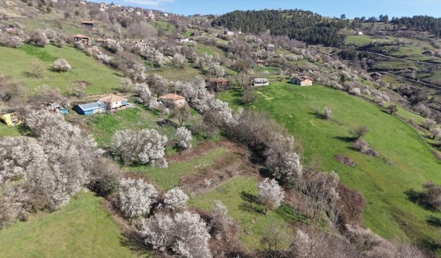 Kızlan mevkisinde meyve ağaçları çiçek açtı