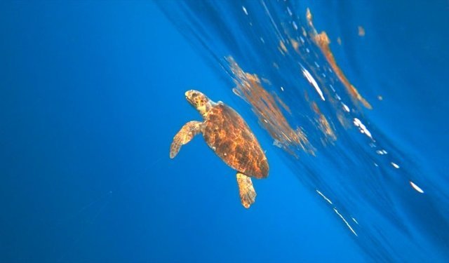 Alanya'da misinaya dolanan caretta carettayı milli sporcu kurtardı