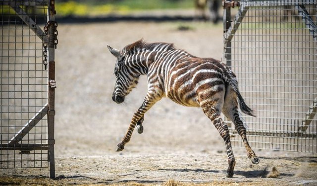 İzmir Doğal Yaşam Parkı'nda öksüz yavru zebra 'Gözde'ye zürafalar sahip çıktı