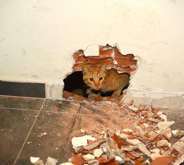 Giresun'da okulun havalandırma boşluğunda mahsur kalan kedi kurtarıldı