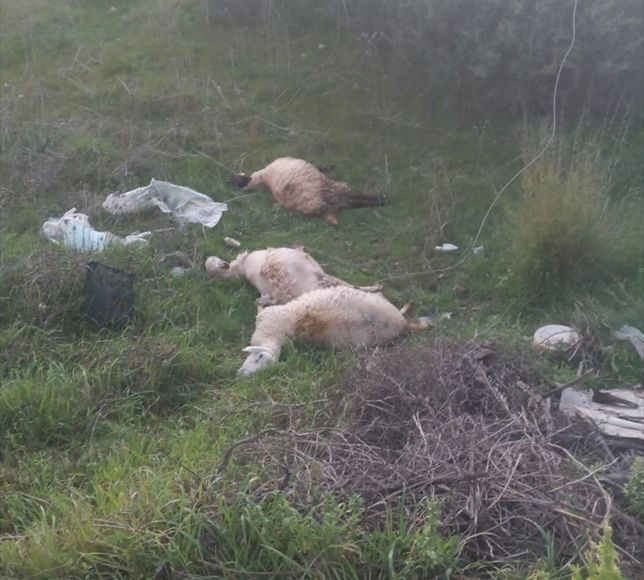 Manavgat'ta kopan elektrik tellerindeki akıma kapılan 3 kuzu telef oldu