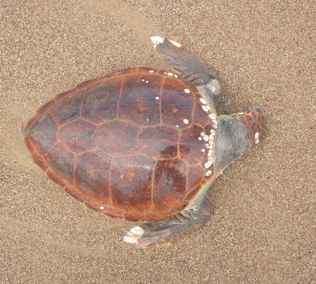Antalya'da ölü caretta caretta sahile vurdu
