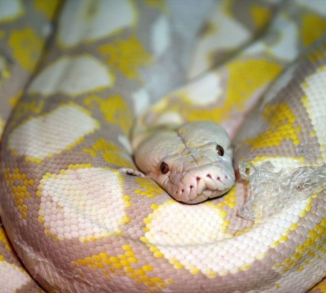 Konya'daki merkezde albino pitonlara özel şartlarda bakılıyor