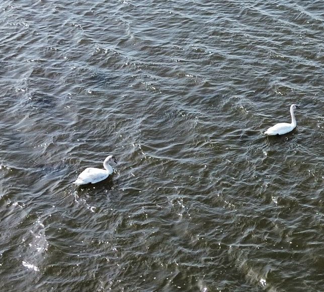 Samsun Kızılırmak Deltası'nda kuşların kuluçka dönemi başladı