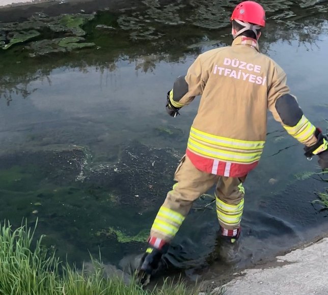 Düzce'de itfaiye ekipleri kanaldan çıkardıkları 2 kedi yavrusunu kalp masajıyla kurtardı