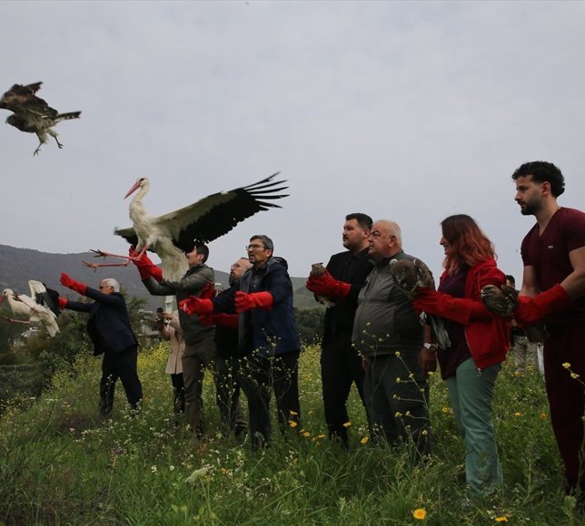 Hatay'da tedavileri tamamlanan kuşlar doğaya salındı
