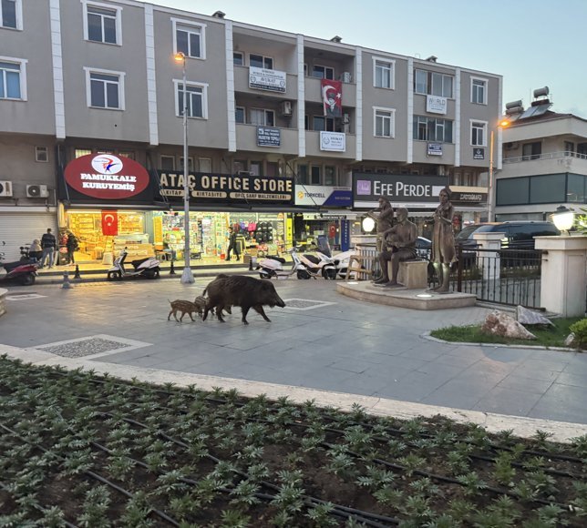 Marmaris'te yaban domuzları yerleşim alanına indi
