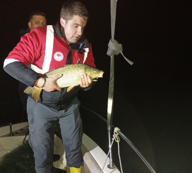 Misina ağıyla kaçak olarak yakalanan 60 kilo sazan göle salındı