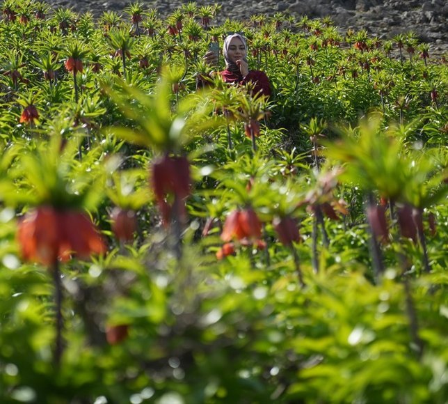 Muş'ta açan ters laleler doğayı süsledi