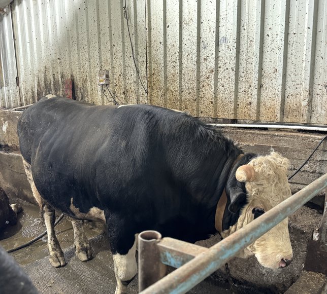 Sakarya'da birer tonluk iki tosun, 380 ile 410 bin liradan alıcı buldu