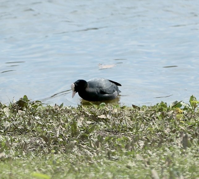 Sakarya'nın sulak alanları, göçmen balıkçılgiller için 'güvenli liman' niteliği taşıyor