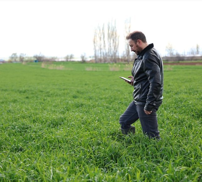 Tarlalarda hastalık ve zararlıları yapay zekayla tespit edebilen yazılım geliştirildi
