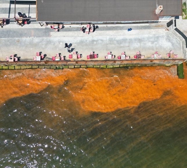 Tekirdağ'da planktonların çoğalması sonucu denizin rengi yer yer değişti