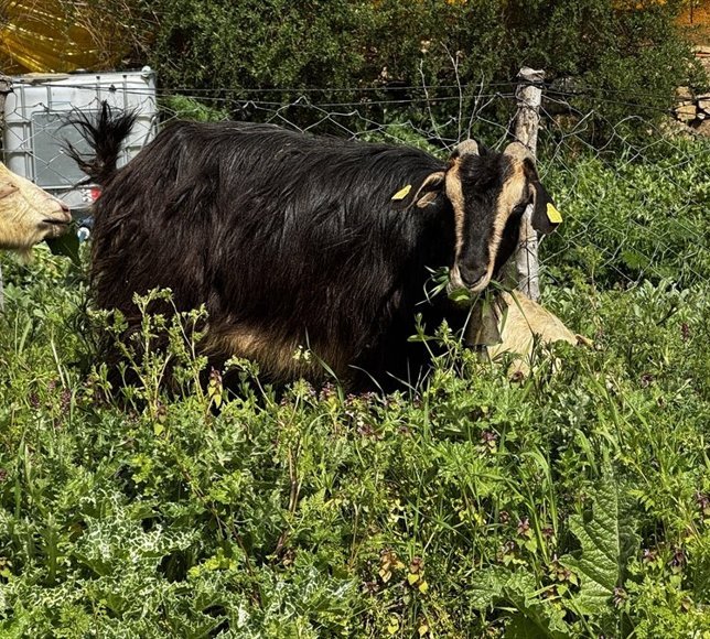 Türkiye'de ıslah projeleri yerli keçi ırklarında sayıyı artırıyor