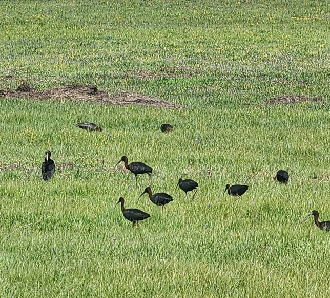 Yeniçağa Gölü Kuş Cenneti'nde nesli tükenme tehlikesi altındaki çeltikçi kuşları görüntülendi