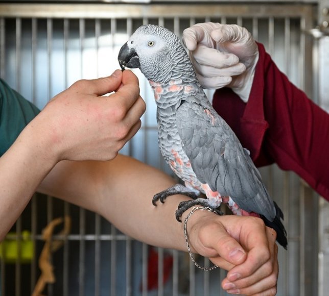 Yol kontrolünde ele geçirilen 8 papağana Van'da özenle bakılıyor