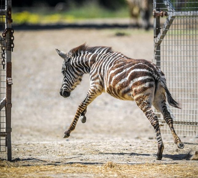 İzmir Doğal Yaşam Parkı'nda öksüz yavru zebra 'Gözde'ye zürafalar sahip çıktı