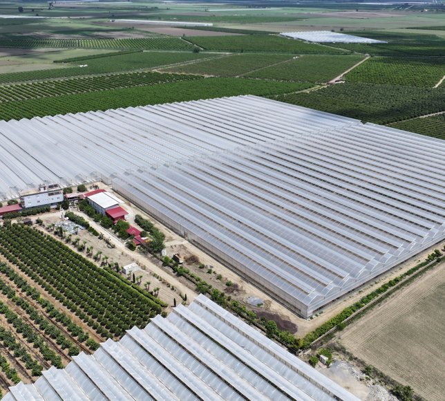 Yapay zeka destekli topraksız serada üretilen beyaz çilek 5 ülkeye ihraç ediliyor