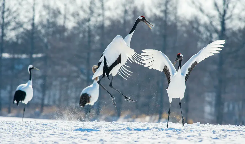 Almanya'da kuş gribinde son durumu
