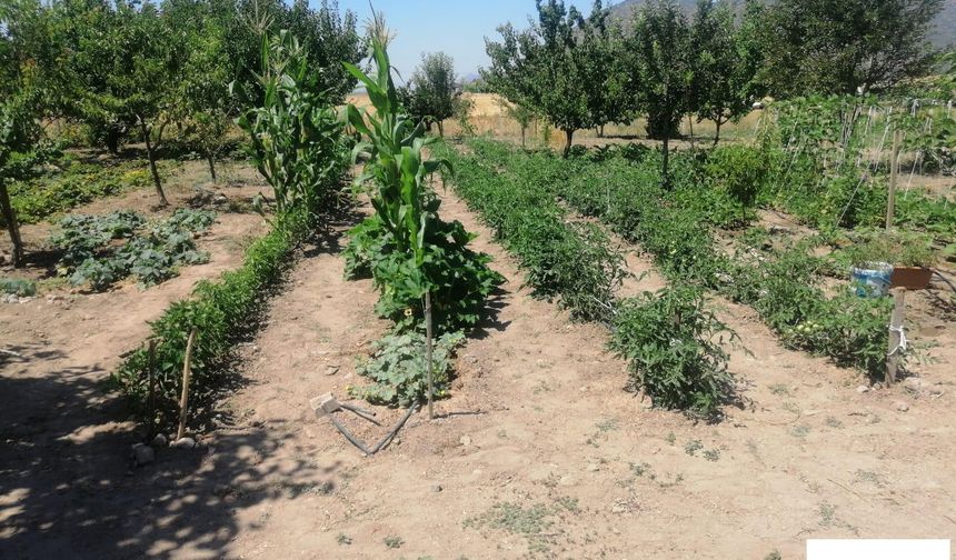 Efes Tarlası Yaşam Köyü’nde Elde Edilen Yerel Tohumlar Anadolu’nun Dört Bir Yanında Filizleniyor