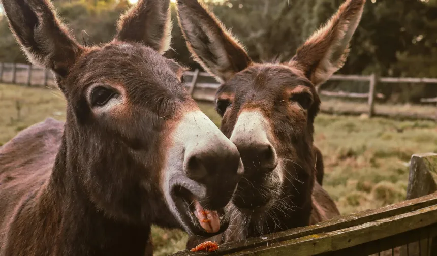 Gazze'den kurtarılan eşekler Almanya'ya getirildi