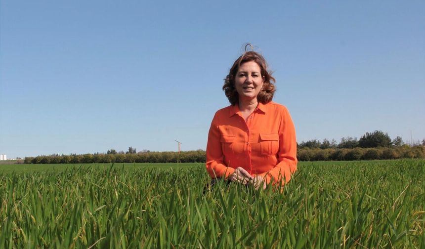 Gelecekte buğdayda su yetersizliği verimi yüzde 40'a kadar düşürebilir