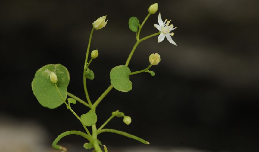İzmir'de endemik bitki türü keşfedildi