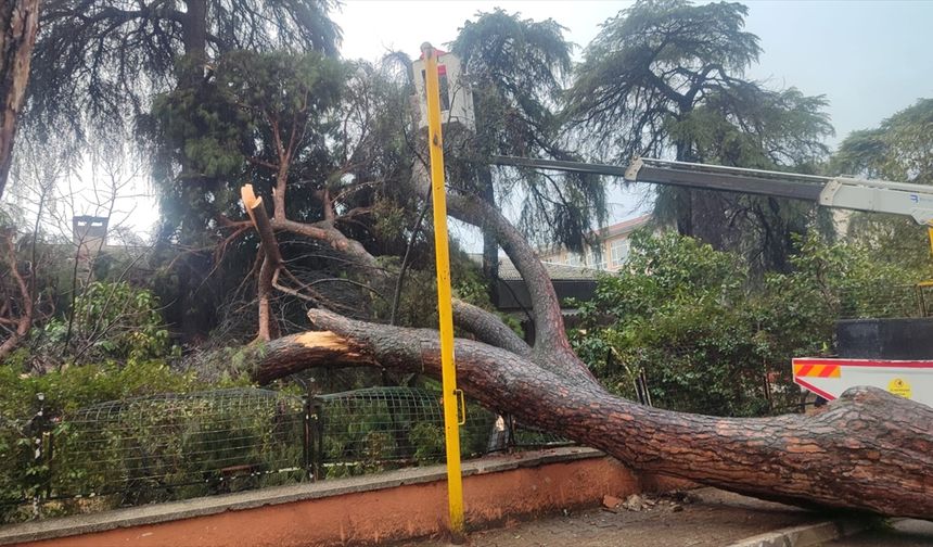 Ödemiş'te devrilen çam ağacı okulun bahçe duvarında hasara neden oldu