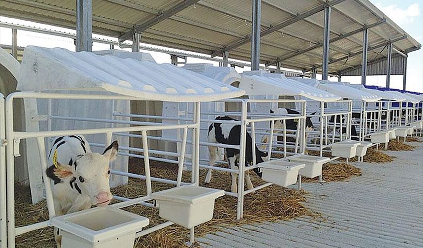 Karmod Polonya'ya buzağı kulübeleri ihraç etti