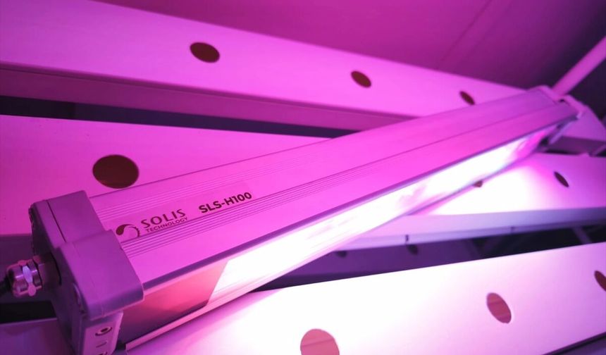 ÜRETİMLE GÜÇLENEN KADINLAR - Kapalı tarım alanında verimi ve besin değerini 'ışık reçetesi'yle artırıyor