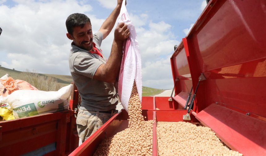 Artan yağışlar nohutta rekolte beklentisini artırdı