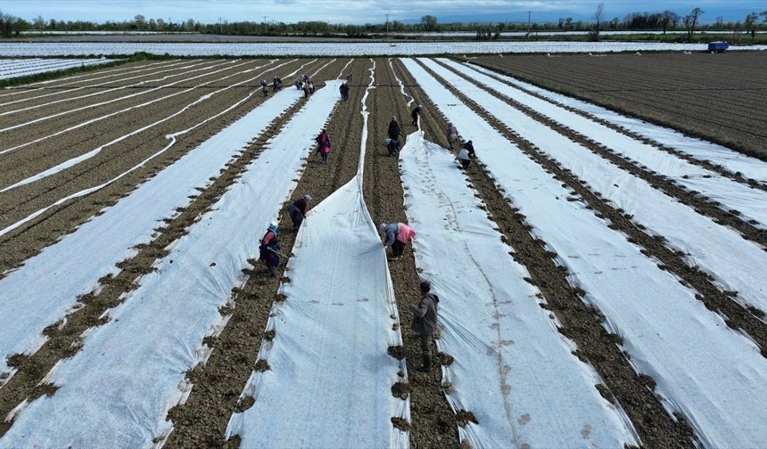 Bafra Ovası'nda kavun, karpuz fideleri toprakla buluşuyor
