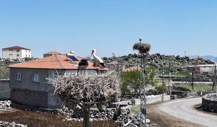 'Baharın müjdecisi' leylekler Hürmetçi Sazlığı'ndaki yuvalarına dönmeye başladı