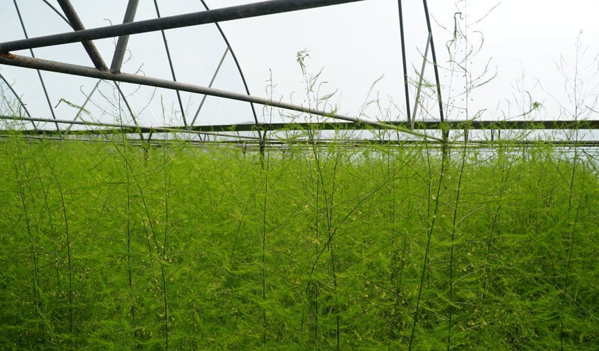 Çorum'da öğrenciler lise bahçesinde kurulan serada kuşkonmaz yetiştiriyor