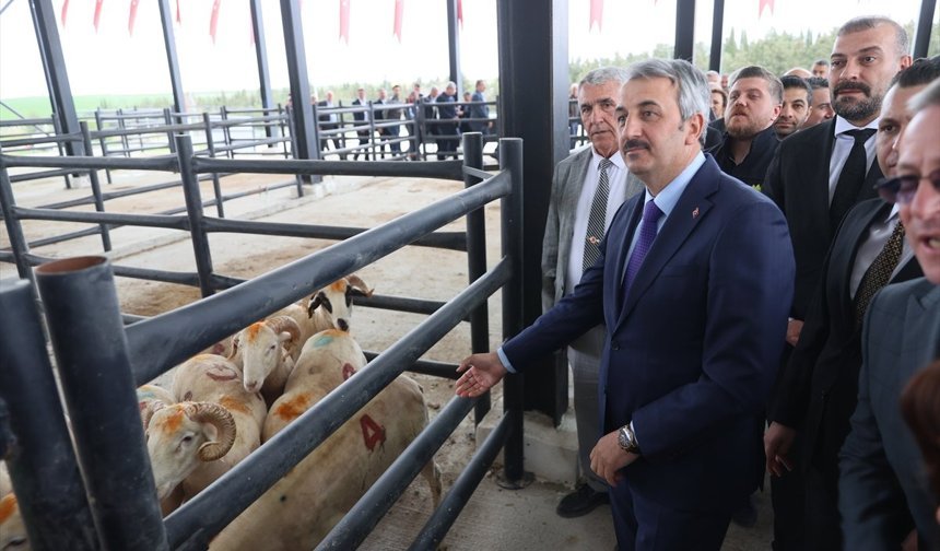 Edirne'de Havsa Canlı Hayvan Pazarı düzenlenen törenle açıldı