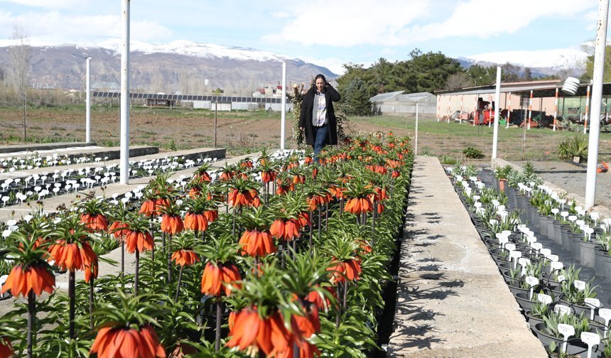 Erzincan'daki Ters Lale Koleksiyon Bahçesi botanik turizmine hazırlanıyor
