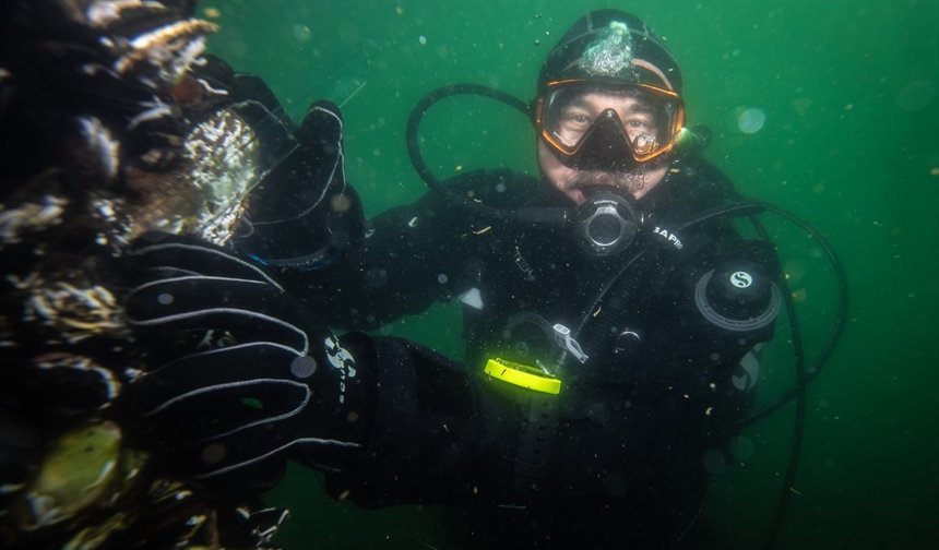 Marmara Denizi'ndeki midye çiftliklerinde pinalar için umut veren keşif