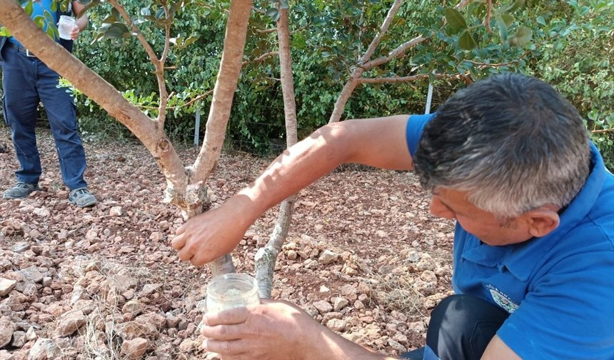 Muğla'da deneme bahçesinden elde edilen damla sakızları katma değerli ürünlere dönüştürülüyor