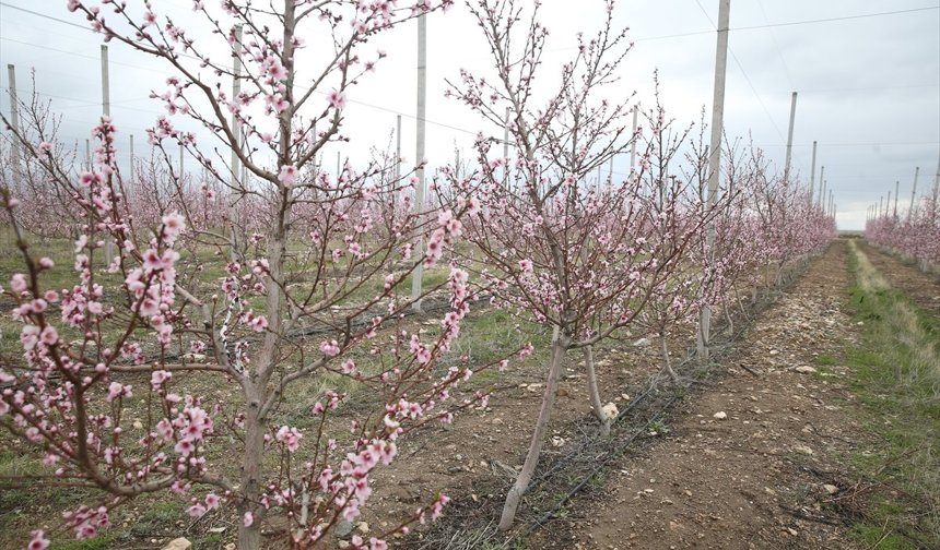 Niğde'de meyve ve sebze işleme tesisi yatırımlarına özel teşvik