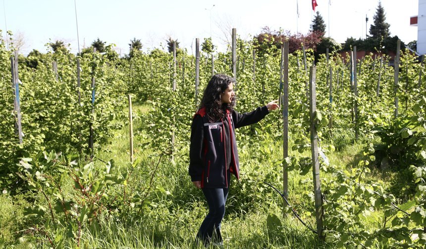 Orta ve Doğu Karadenizli üreticiler fındıkta iyi verim için sahada