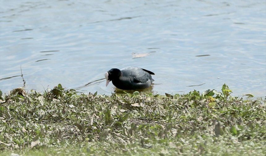 Sakarya'nın sulak alanları, göçmen balıkçılgiller için 'güvenli liman' niteliği taşıyor