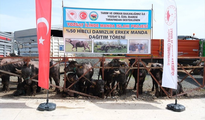 Yozgat'ta besicilere damızlık manda dağıtıldı